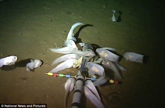 白色怪鱼潜伏海下8000米 刷新世界最深鱼类纪录