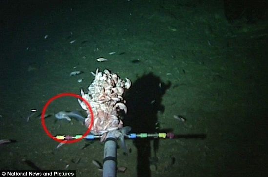 白色怪鱼潜伏海下8000米 刷新世界最深鱼类纪录