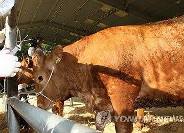 韩国养牛场出现口蹄疫疫情还是2011年至今，4年来的首次。(资料图片，图片来源：韩联社)