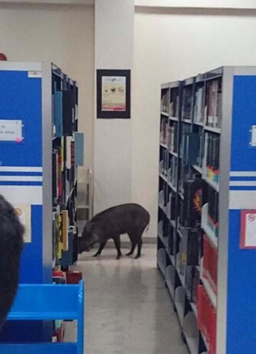 野猪进入图书馆后开始四处“闲逛”。