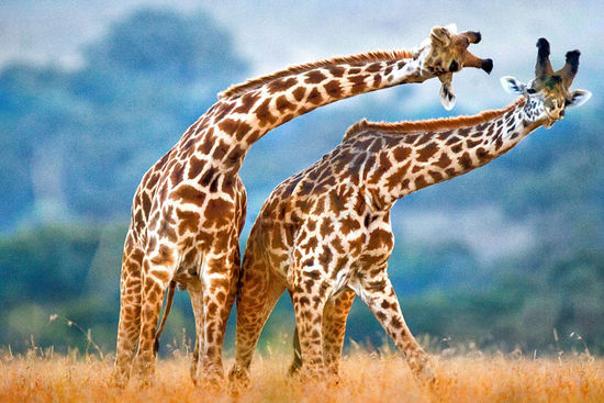 两只公长颈鹿看上去好像在用脖子相约起舞，但实际却是在进行一场残酷的争斗。