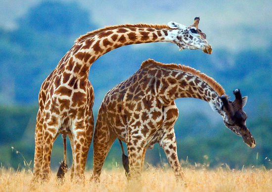 长颈鹿“脖斗”是为了展现自己的力量。