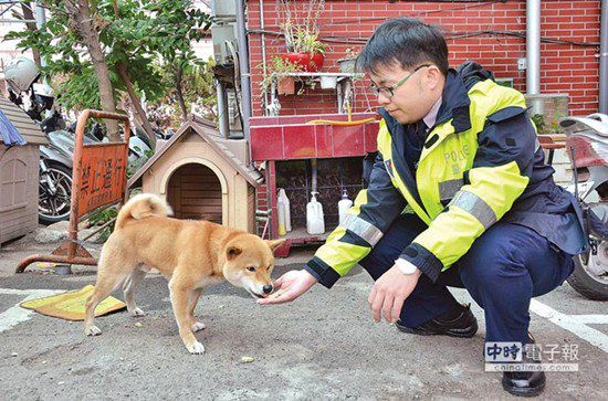 图中这只柴犬生性好动，逢人就摇起臀部及尾巴