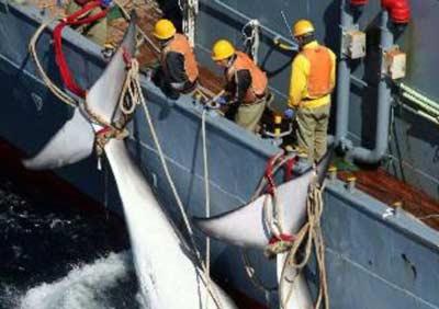日本4渔船被指在太平洋岛国非法捕捞，被处以巨额罚款。资料图
