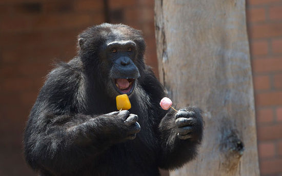 里约热内卢动物园内的一只黑猩猩吃冰棍降温。