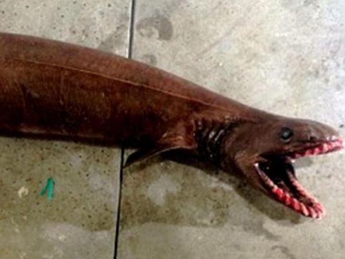 近日澳大利亚渔民从深海捕获一条罕见的怪鱼，长着300多颗尖利的牙齿。这一怪鱼学名为皱鳃鲨(frill