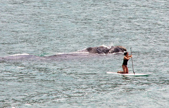 一条庞大的鲸鱼和幼崽突然浮出水面，图中女子被迫紧急逃往岸上。