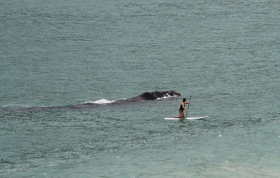 惊险一幕:南非女子海上冲浪遭鲸鱼跟踪(组图)