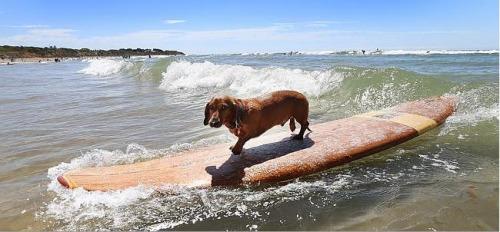 3岁小腊肠犬展现冲浪绝技受关注被赞勇敢（图）