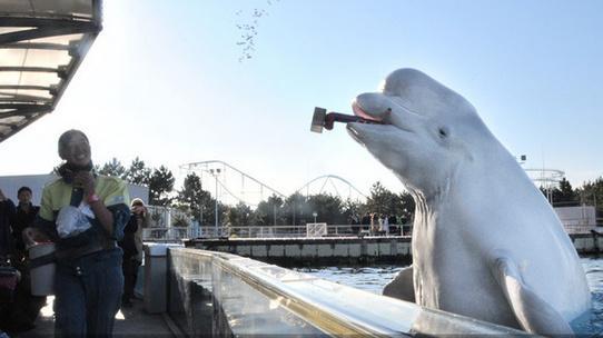 日本横滨一海洋公园的白色海豚表演撒豆祈福。