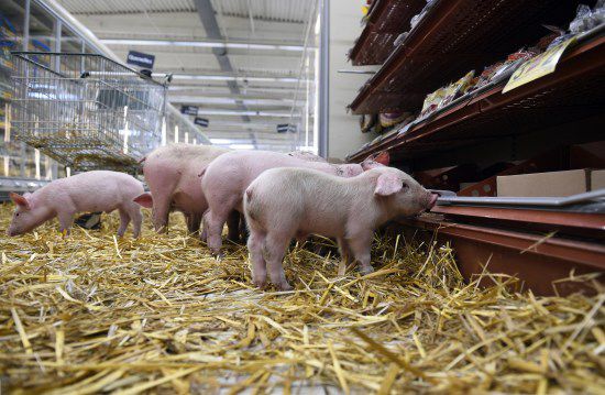 图为小猪在超市里逛来逛去。
