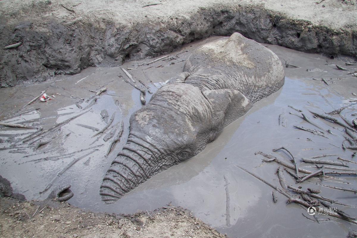 肯尼亚用挖掘机救身陷泥坑大象
