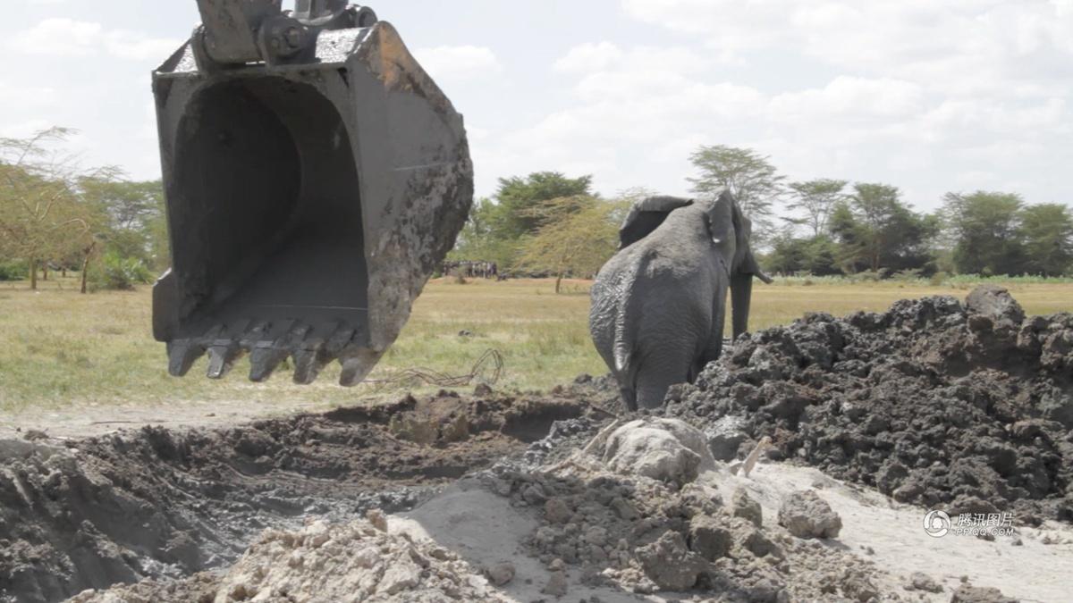 肯尼亚用挖掘机救身陷泥坑大象