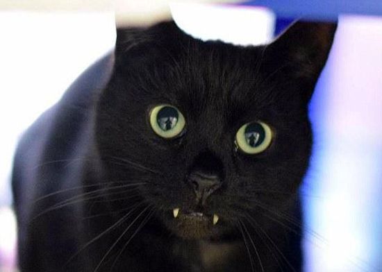 酷！英国被弃黑猫牙科手术后变身“吸血鬼”