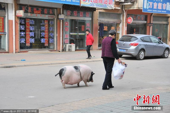 江苏老太养180斤宠物猪 散步遛弯不离左右