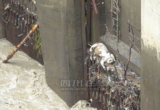 卧龙惊现野生大熊猫尸体 解剖认定为颅内出血死亡