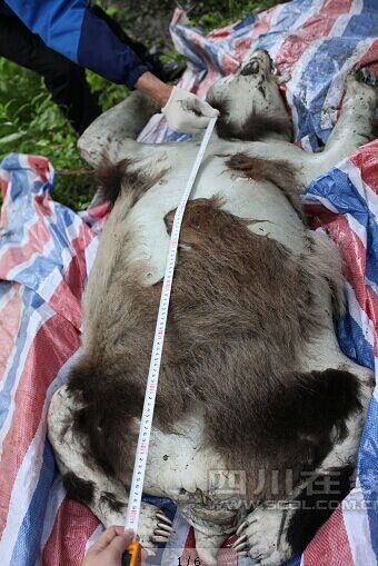 卧龙惊现野生大熊猫尸体 解剖认定为颅内出血死亡
