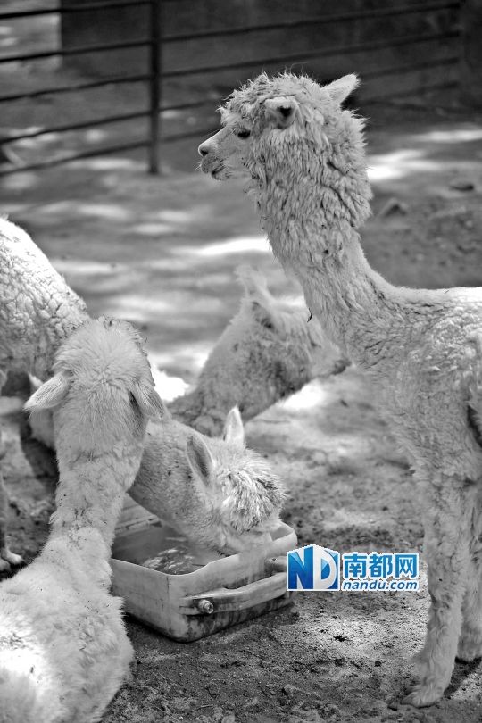 动物园给动物们喝凉茶吃冰西瓜避暑(图)