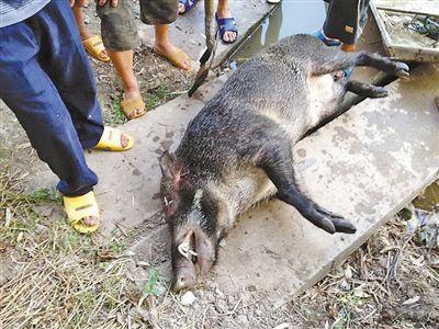 这只野猪发狂后对村民生命造成威胁,人们最终不得不将它打死。 铜梁林业局供图