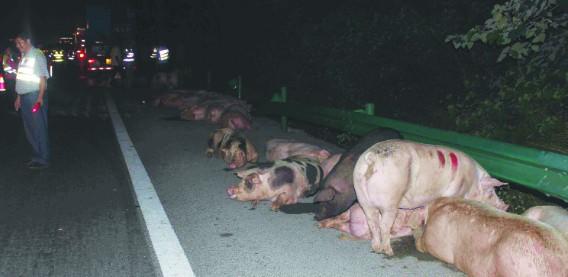 货车高速上侧翻 40多头猪跑出车厢沿路逃窜(图)