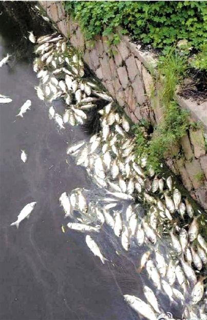 杭州湾湿地附近浮起大片死鱼 已排除工业污染可能