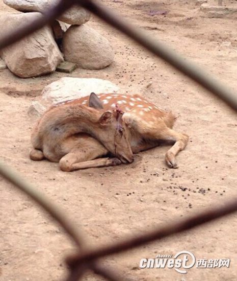 陕西秦岭动物园梅花鹿鹿茸被割 负责人称防打架