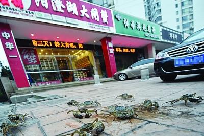 水产店忘关店门 上百只螃蟹“叠罗汉”出逃(图)