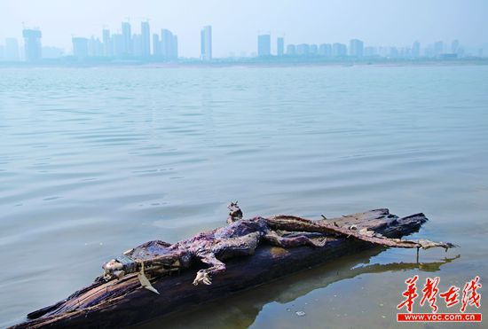 23日上午，浏阳河与湘江交汇的地方发现了一条鳄鱼的尸骸。