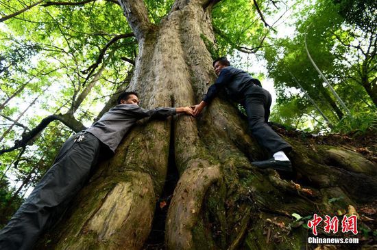 贵州岑巩现两千年树龄亚洲最大红豆杉