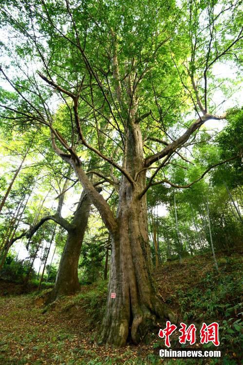 贵州岑巩现两千年树龄亚洲最大红豆杉