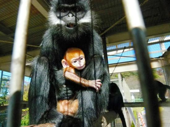 母猴“恋恋”抱着自己的孩子。
