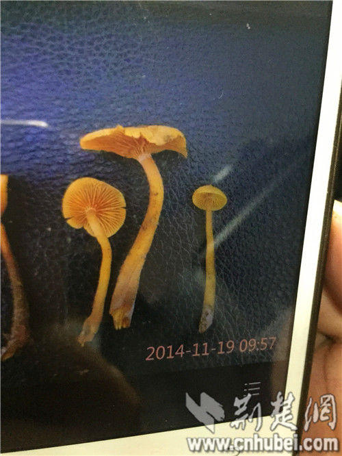 图为：张小刚用手机拍下的毒蘑菇