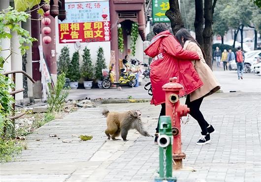 猕猴当街吓唬女行人 记者王永胜摄