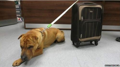这只雄性的杂交沙皮犬被连同行李箱被拴在火车站外的栏杆上。
