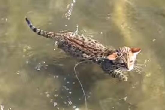 图为这只孟加拉猫下水游泳。
