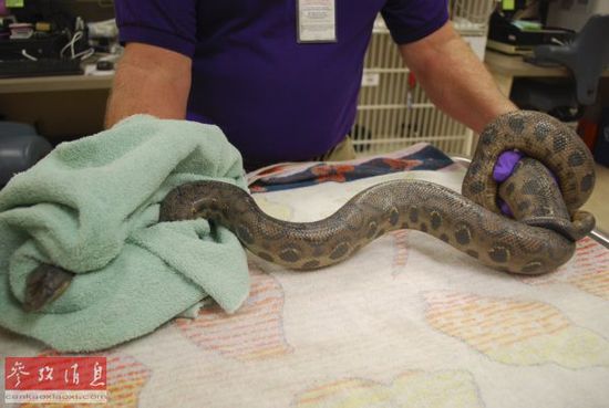 圣地亚哥动物管理部门的工作人员将蛇抓住。新华/路透