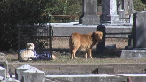 图为守在墓园里的狗妈妈。