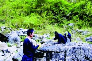 黑叶猴一家下山吃晚餐 黑叶猴一家下山吃晚餐