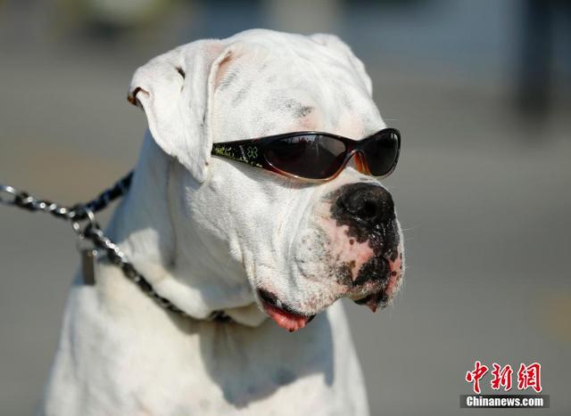 图为2015年1月13日，“Second Chance”和主人在美国加州海滩散步。