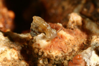 高雄大学研究团队在垦丁社顶公园发现蜗牛新物种，取名垦丁高口蜗。“中央社”