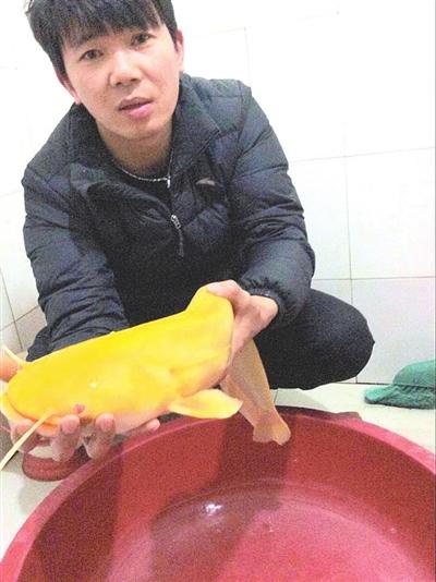 江西一男子从长江中钓到5斤重金色鲶鱼(图)