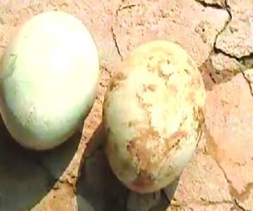 村民池塘边捡两枚巨蛋 经鉴定系黑天鹅蛋(图)