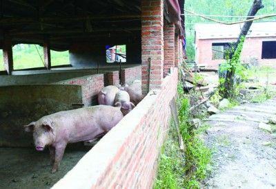 养猪户称猪舍被强拆 将猪赶进村委会讨说法