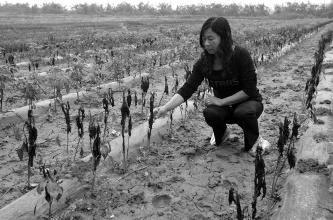 陕西农户近万株辣椒苗疑遭喷除草剂后一夜枯萎