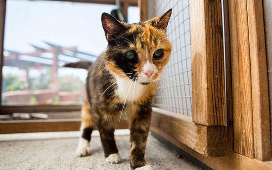 英国最年老猫咪。