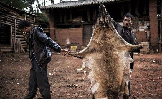 苗族村寨阿依丫的村民张支林展示“狼皮”