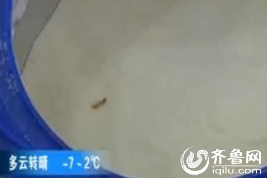 奶粉罐中出现的活虫（视频截图）