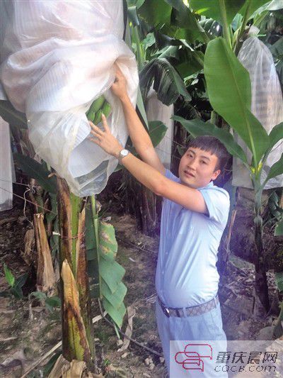 公式姜东海在香蕉园里。