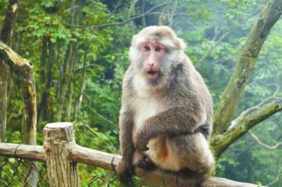 峨眉山的猴子让人“又爱又恨”。(资料图片)