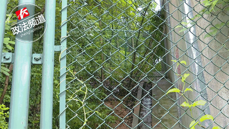 2女1男为逃票翻墙进动物园 落地时周围站了7只虎